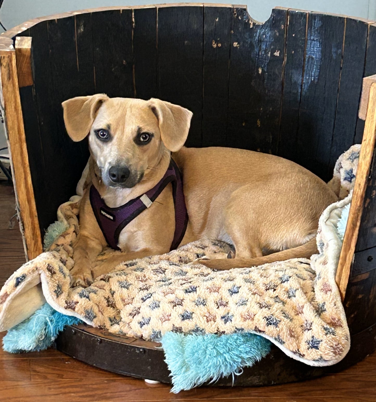 Short Dog Bed